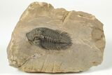Bargain, Metacanthina Trilobite - Lghaft, Morocco #204078-5